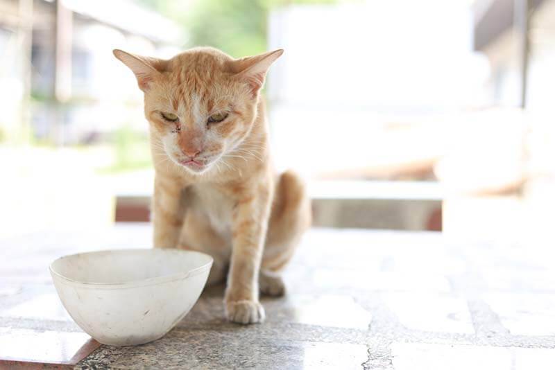 The cat does not eat well: why and what to do?