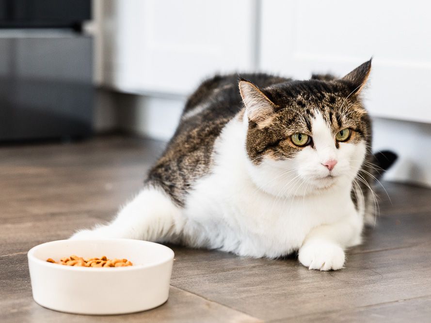 The cat does not eat well: why and what to do?
