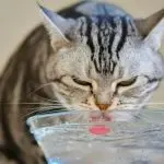 The cat drinks little water. What to do?
