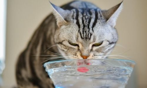 The cat drinks little water. What to do?