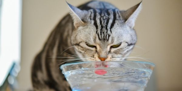 The cat drinks little water. What to do?