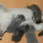The cat feeds the kittens