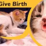 The cat gave birth to kittens. What to do?