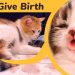 How long does a cat&#8217;s pregnancy last?
