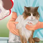 The cat has a lump. What to do?