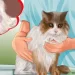 Gingivitis in cats