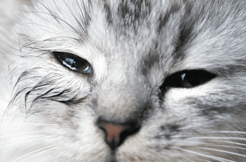 The cat has watery eyes &#8211; why and what to do?