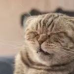 The cat hiccups. What to do?