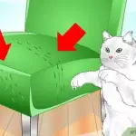 The cat ignores the scratching post. How to fix it?