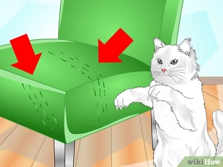 The cat ignores the scratching post. How to fix it?