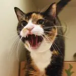The cat is acting aggressively. What to do?