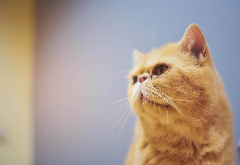 The cat is drooling from the mouth: why and what to do?