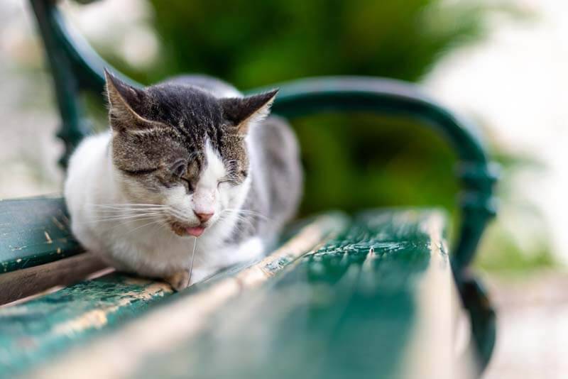 The cat is drooling from the mouth: why and what to do?