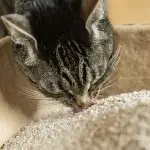 The cat is eating litter. What to do?