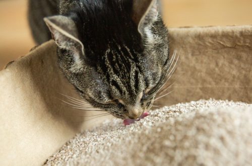 The cat is eating litter. What to do?