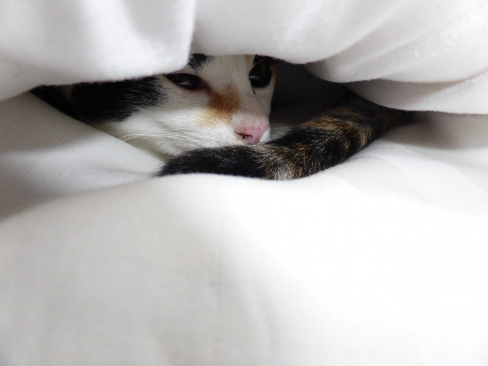 The cat is hiding: what to do?