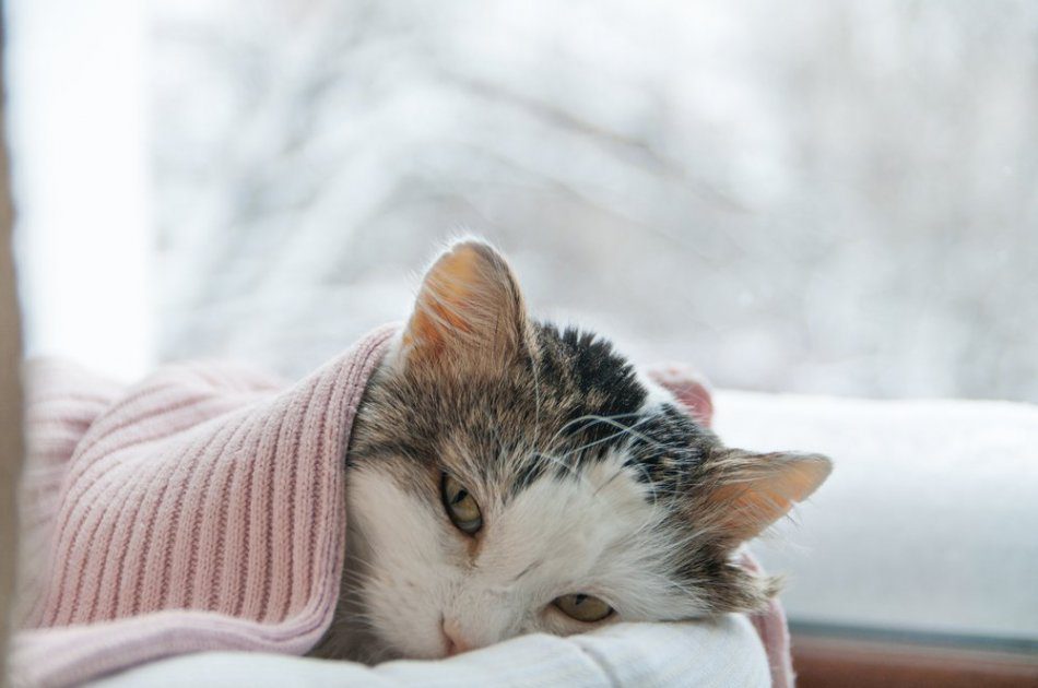 The cat is sick: what to do?