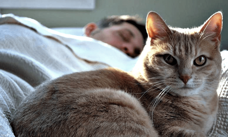 The cat is the best alarm clock. 5 proven tactics to wake up the owner!