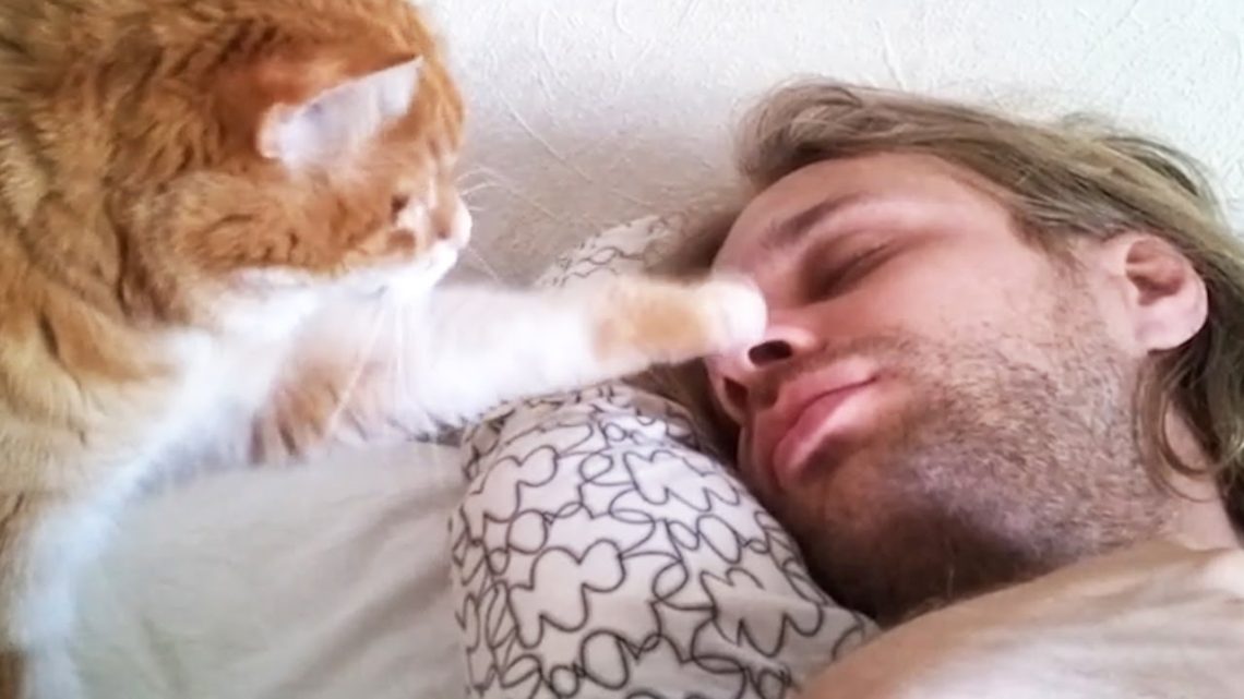 The cat is the best alarm clock. 5 proven tactics to wake up the owner!