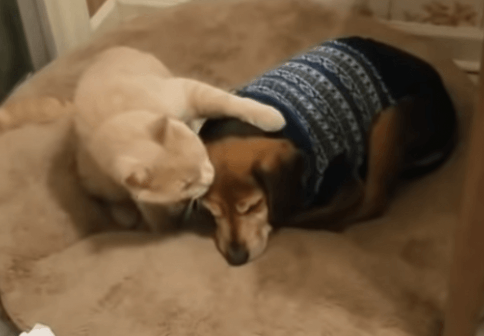 The cat supports his blind dog friend. Video