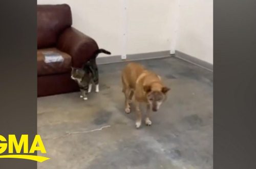 The cat supports his blind dog friend. Video