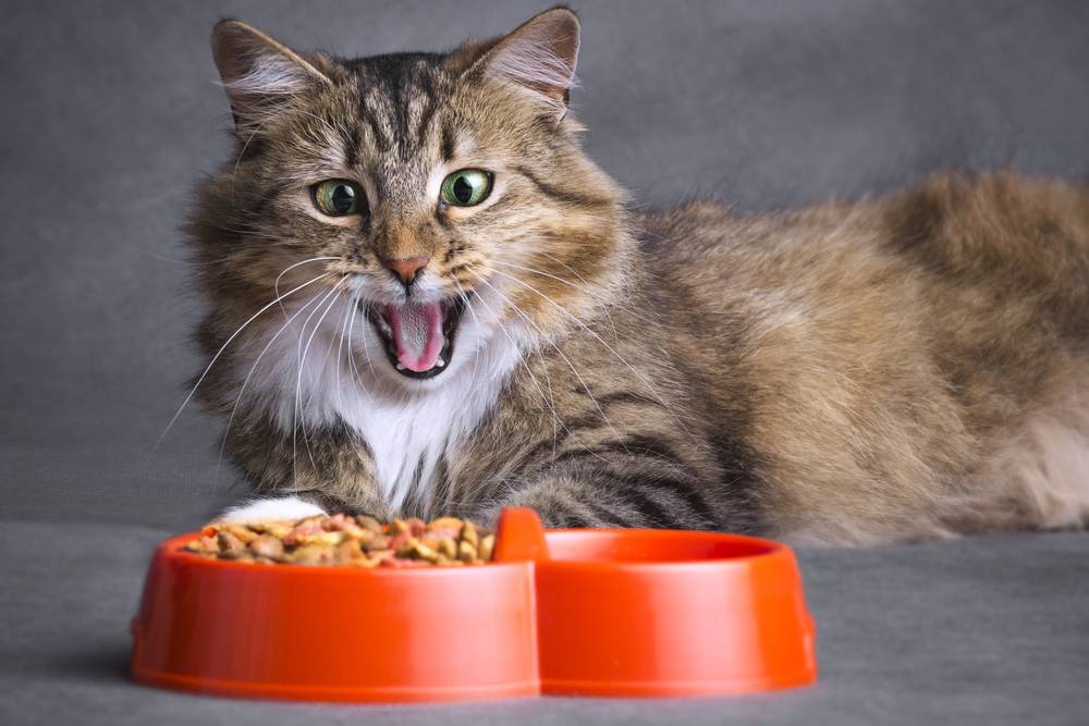 The cat vomits after eating &#8211; what to do?