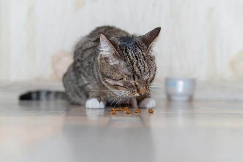 The cat vomits after eating - what to do?