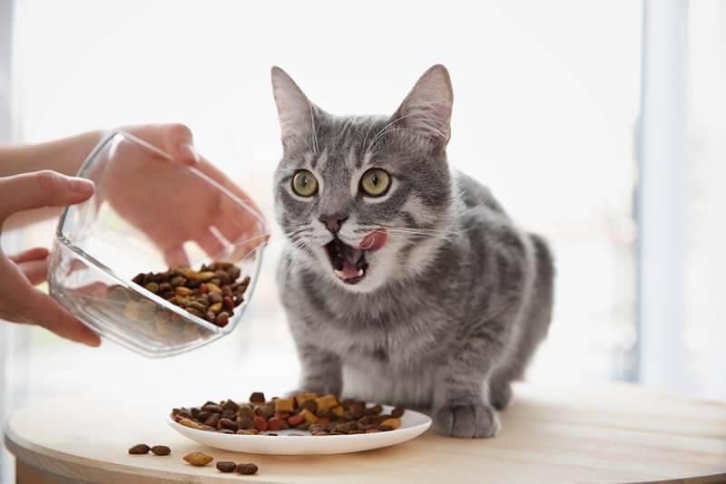 The cat vomits after eating - what to do?