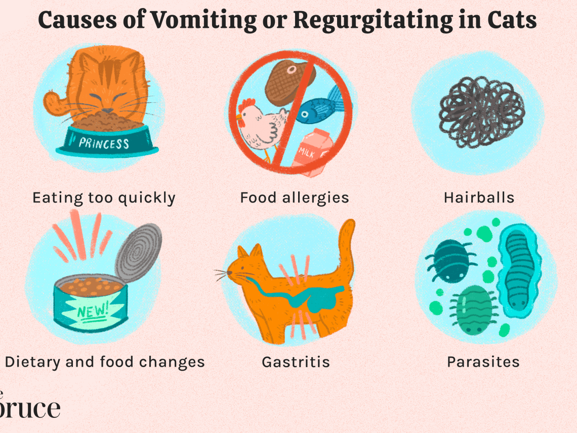 The cat vomits after eating &#8211; what to do?