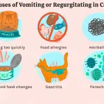 The cat vomits after eating – what to do?