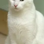 The cat’s coat turns yellow. Why and what to do?