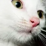 The color of the cat’s nose changes. This is fine?