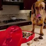 The dog ate the chocolate…