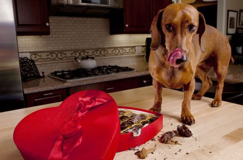 The dog ate the chocolate&#8230;