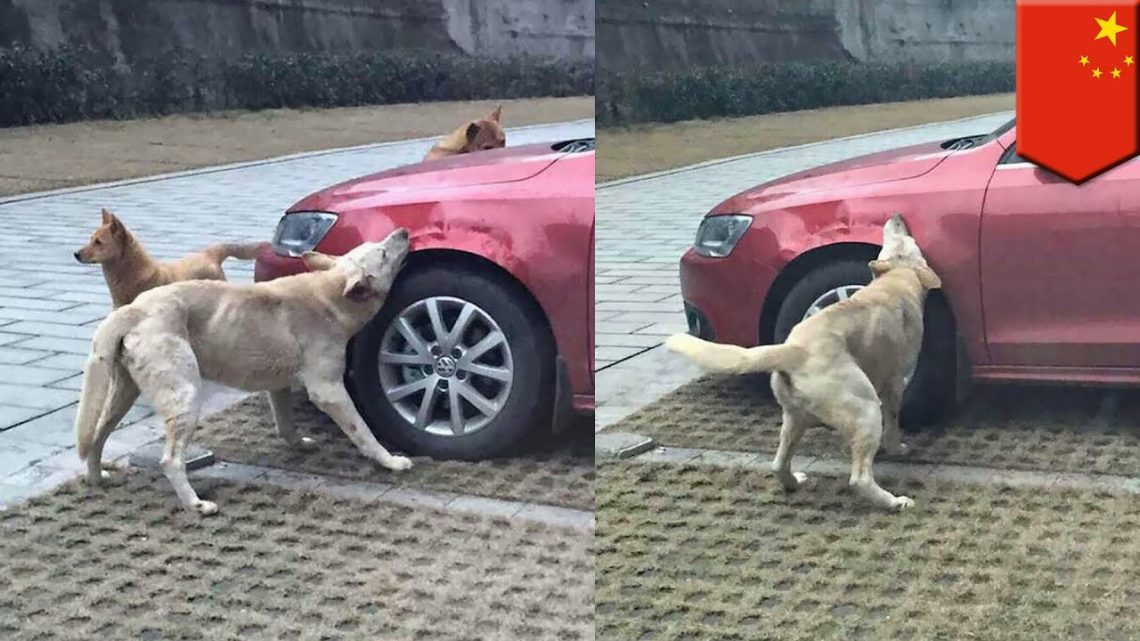 The dog attacks the cars. What to do?