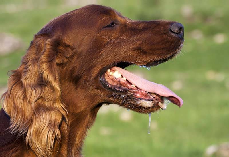 The dog breathes often and heavily - why and what to do?