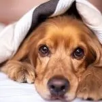 The dog climbs on the bed – how to wean humanely?