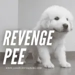 The dog does everything in spite and takes revenge