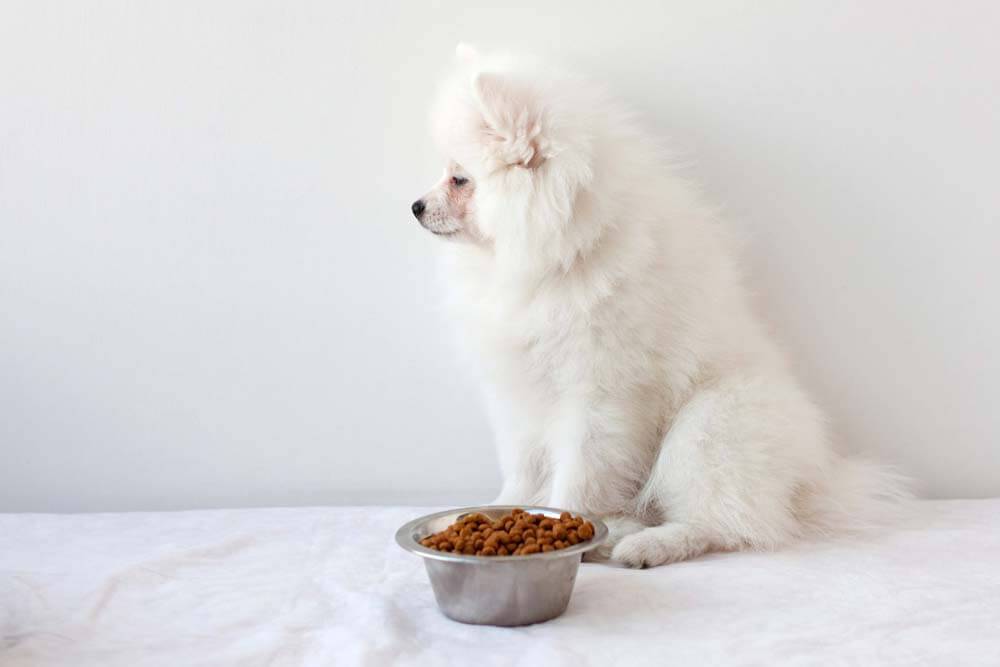 The dog does not eat and has become lethargic &#8211; what is the reason?