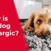 The dog has cloudy eyes &#8211; why and how to treat?