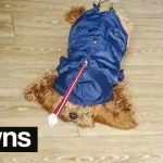 The dog does not want to walk in the rain