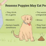 The dog eats excrement: what to do?