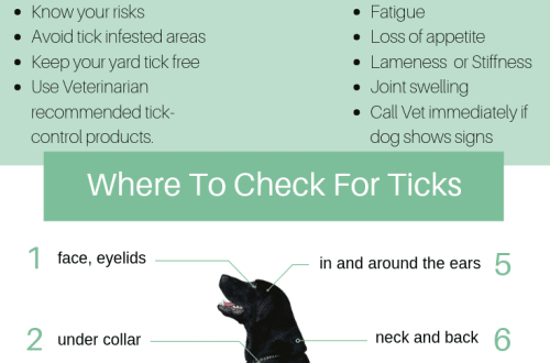 The dog has a tick. What to do?
