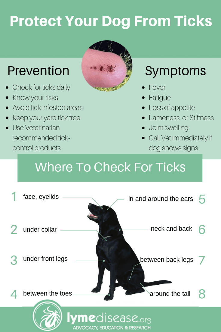 The dog has a tick. What to do?