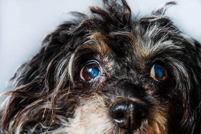 The dog has cloudy eyes - why and how to treat?