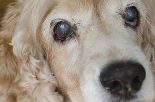 U cane hà l'occhi nuvole - perchè è cumu trattà?