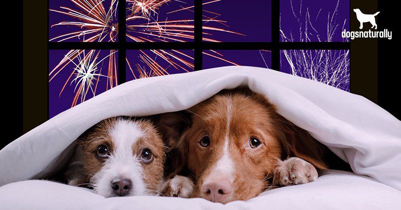 The dog is afraid of fireworks. Why and what to do?