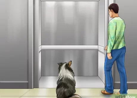 The dog is afraid of the elevator: what to do?