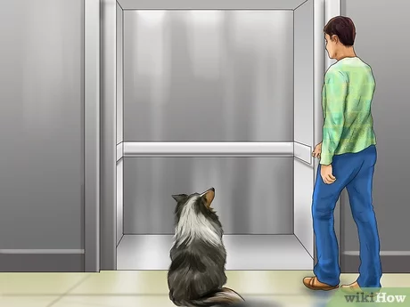 The dog is afraid of the elevator: what to do?