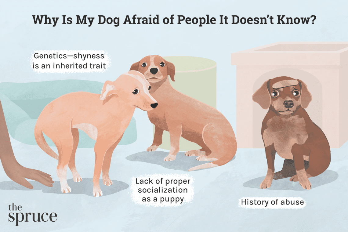 The dog is afraid to be alone. What to do?